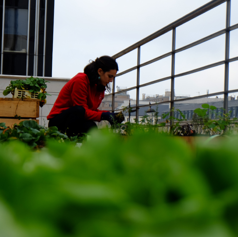 P-Agriculture-urbaine-LYBY-vignette